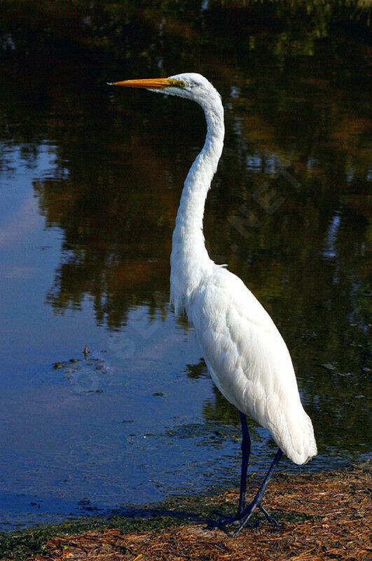 Grande Aigrette