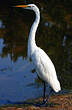 Grande Aigrette