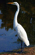 Great Egret