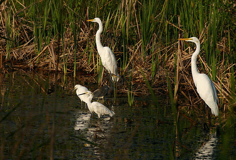 Grande Aigrette