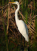 Grande Aigrette