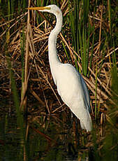 Grande Aigrette