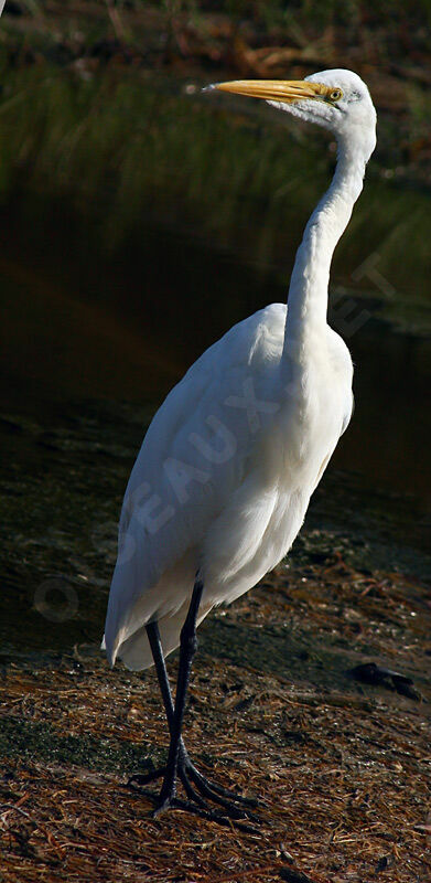 Great Egret