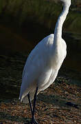 Grande Aigrette