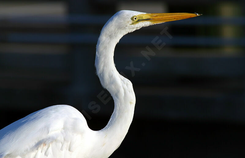 Grande Aigrette