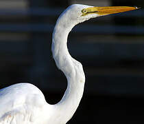 Great Egret