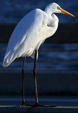 Grande Aigrette