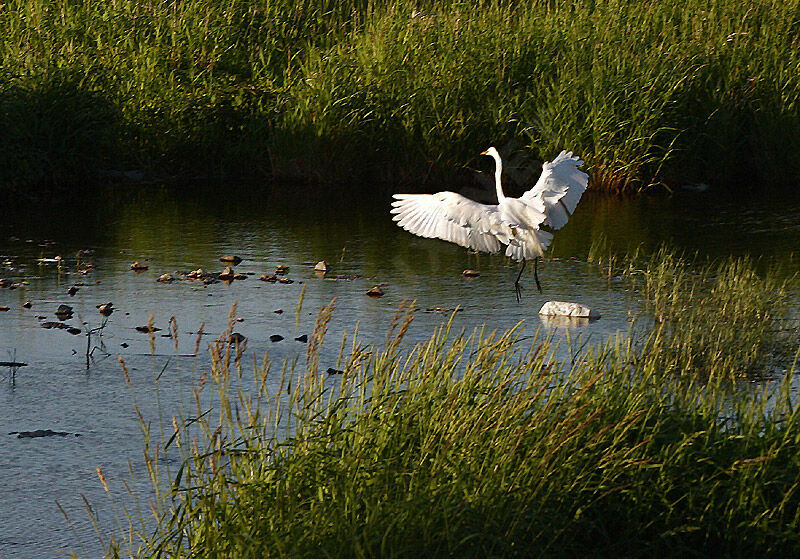 Grande Aigrette