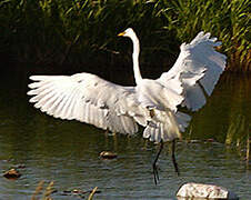 Grande Aigrette