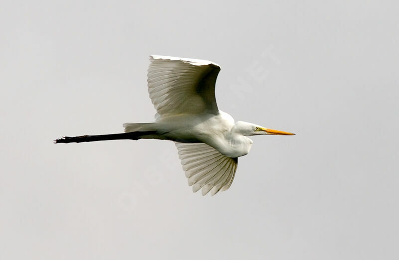 Great Egret