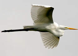 Grande Aigrette