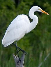 Grande Aigrette