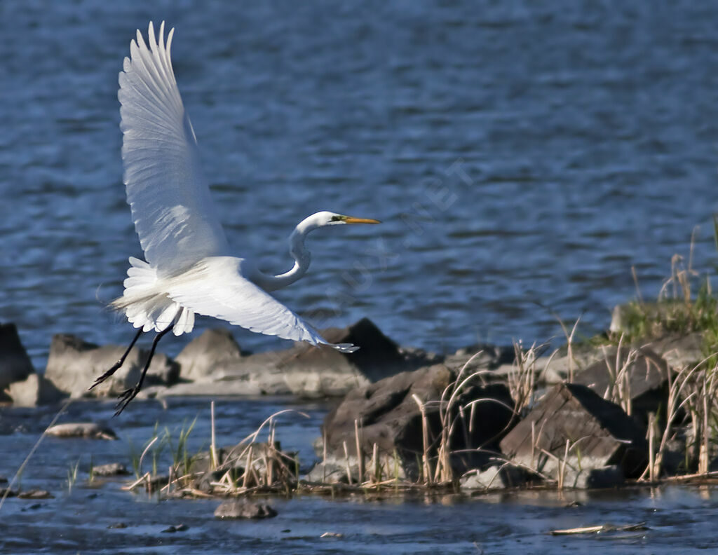 Great Egret, Flight