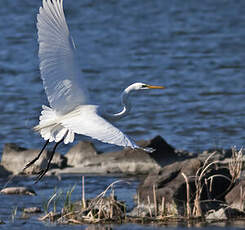 Grande Aigrette