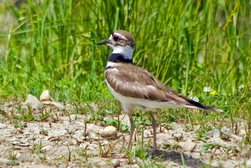 Killdeer