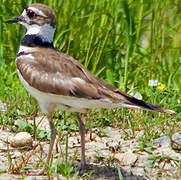 Killdeer