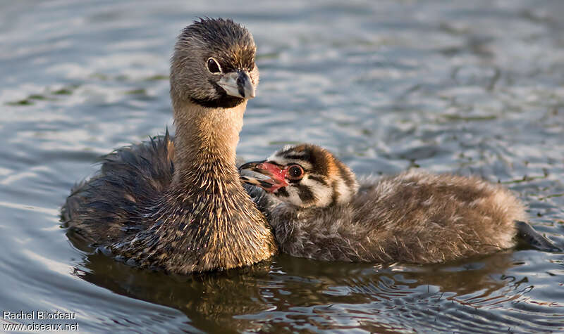 Pied-billed Grebe, pigmentation, Reproduction-nesting, Behaviour