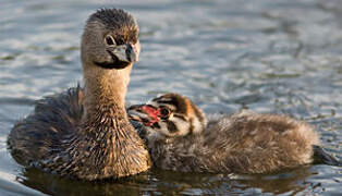 Pied-billed Grebe