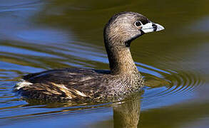 Pied-billed Grebe