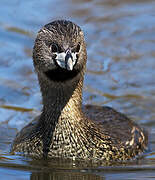 Pied-billed Grebe