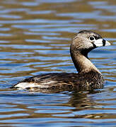 Pied-billed Grebe