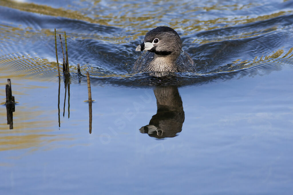 Pied-billed Grebe, identification, Behaviour