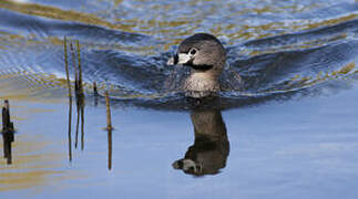 Pied-billed Grebe