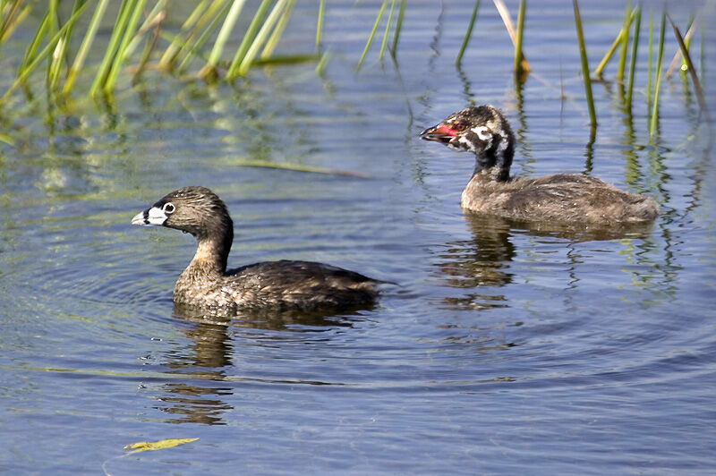 Pied-billed Grebe female