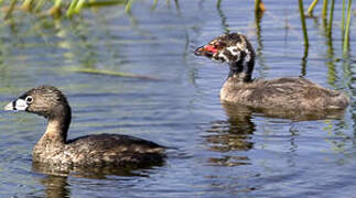 Pied-billed Grebe