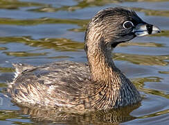 Pied-billed Grebe