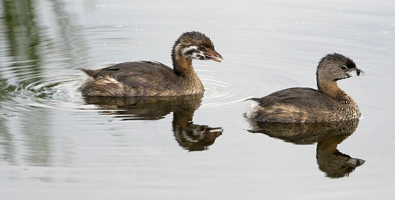 Pied-billed Grebejuvenile