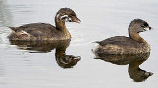 Pied-billed Grebe