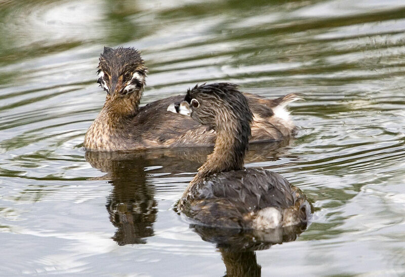 Pied-billed Grebe