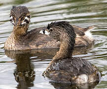 Pied-billed Grebe