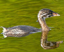 Pied-billed Grebe