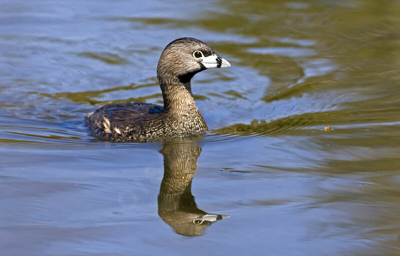 Pied-billed Grebeadult, identification