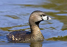 Pied-billed Grebe