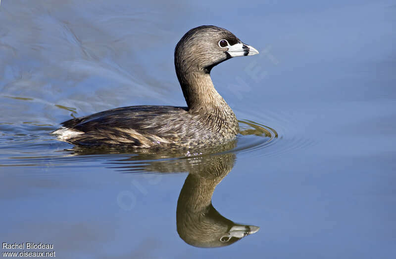 Pied-billed Grebeadult breeding, identification, Behaviour