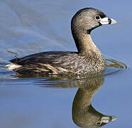 Pied-billed Grebe