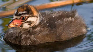 Pied-billed Grebe