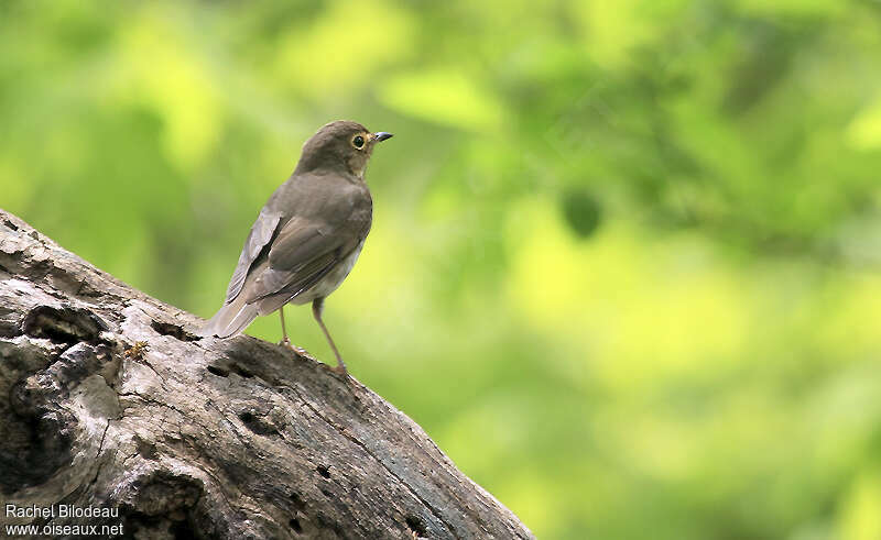 Swainson's Thrush