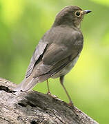 Swainson's Thrush