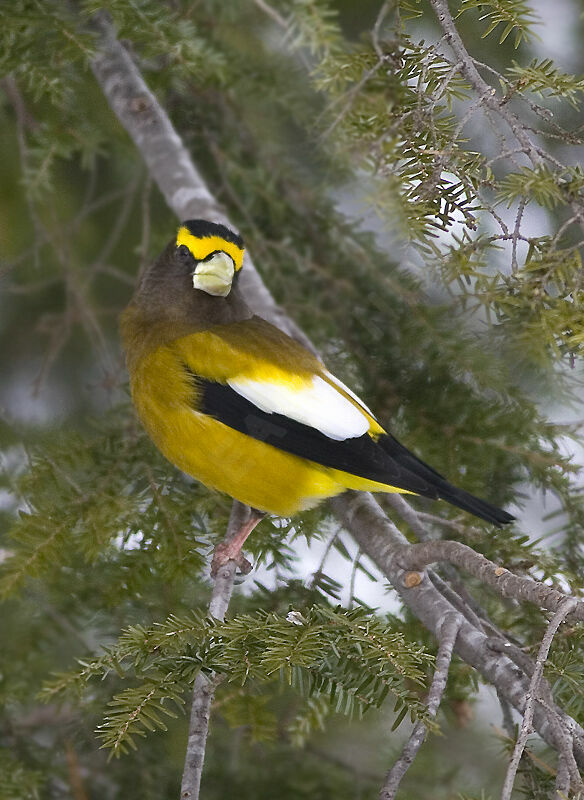 Evening Grosbeak male