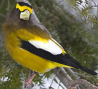 Evening Grosbeak