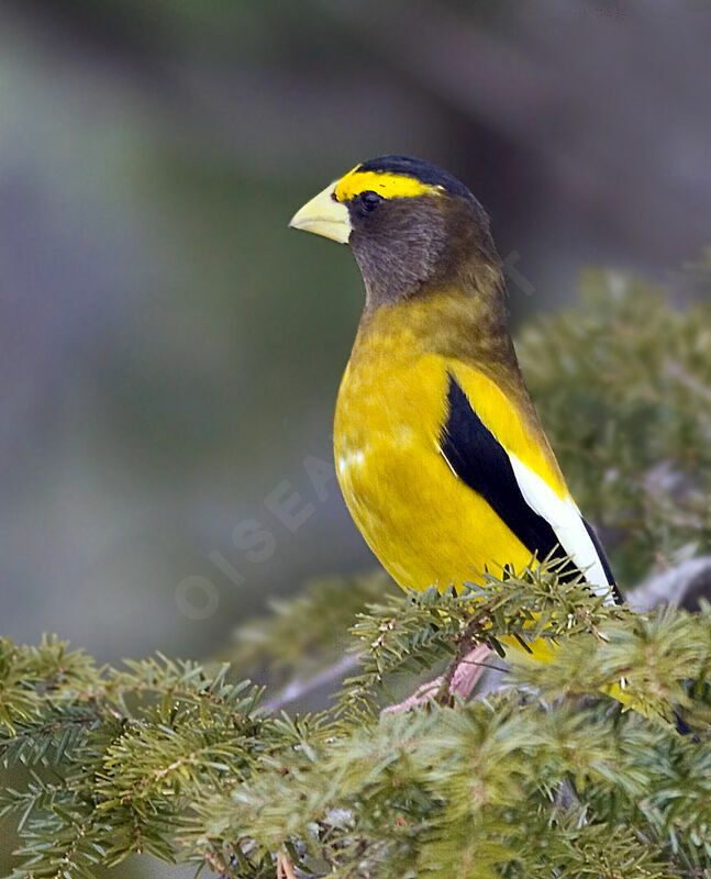 Evening Grosbeak male