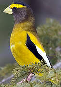 Evening Grosbeak