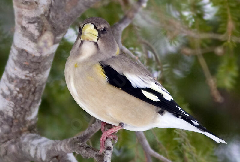 Evening Grosbeak female