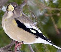 Evening Grosbeak