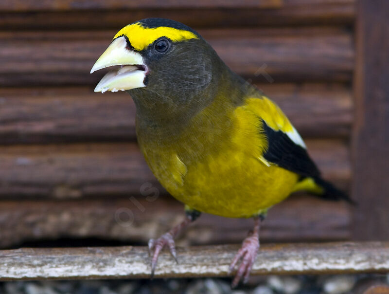 Evening Grosbeak male