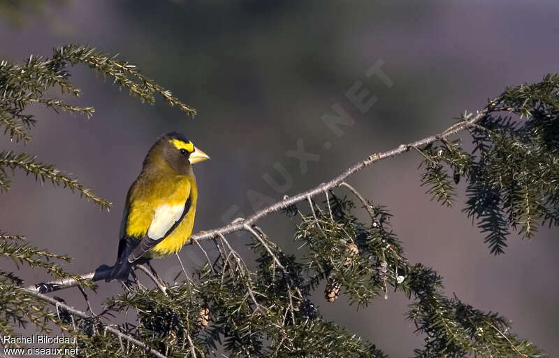 Evening Grosbeak male, identification